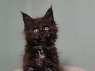 Maine Coon kislány cica