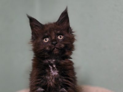 Maine Coon kislány cica