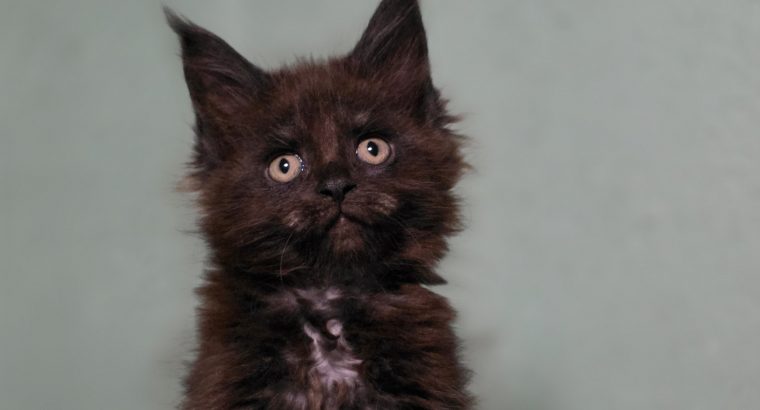 Maine Coon kislány cica