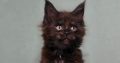 Maine Coon kislány cica