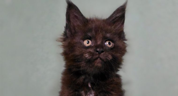 Maine Coon kislány cica
