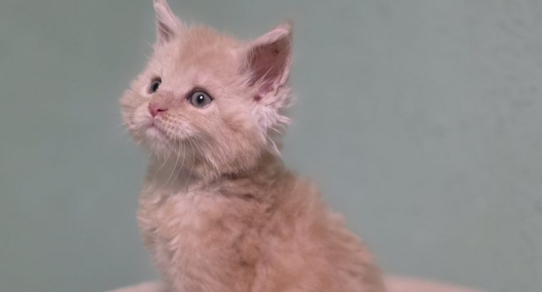 Édes Maine Coon kisfiú