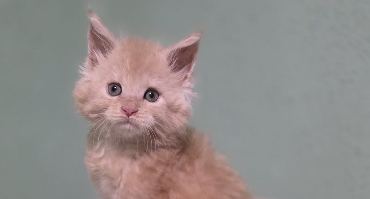 Édes Maine Coon kisfiú