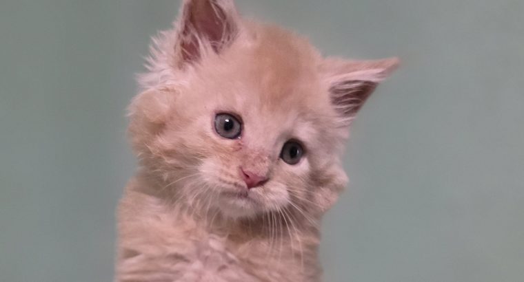 Édes Maine Coon kisfiú