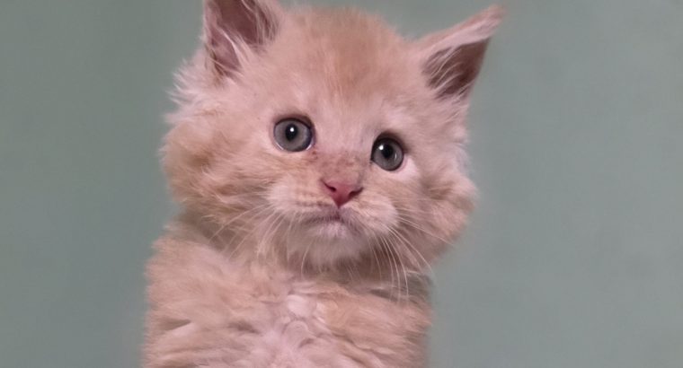 Édes Maine Coon kisfiú