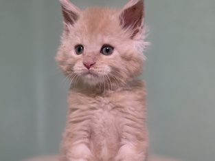 Édes Maine Coon kisfiú