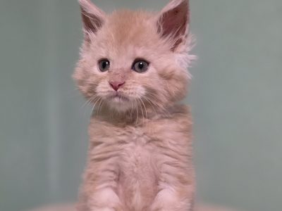 Édes Maine Coon kisfiú
