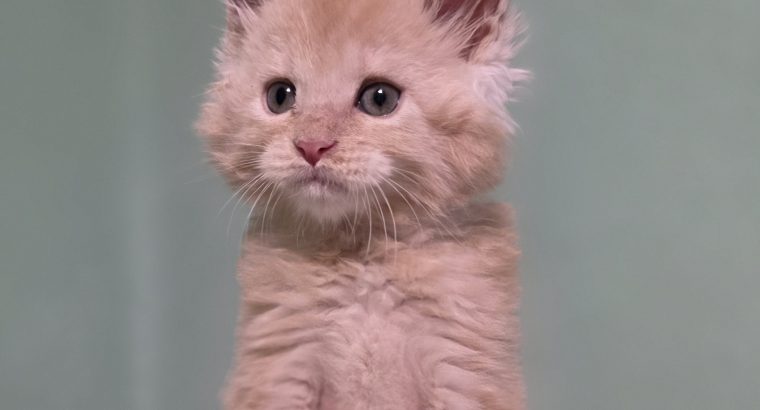 Édes Maine Coon kisfiú
