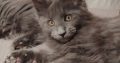 Maine Coon kandúr gazdit keres