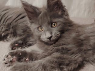 Maine Coon kandúr gazdit keres