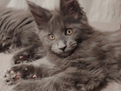 Maine Coon kandúr gazdit keres