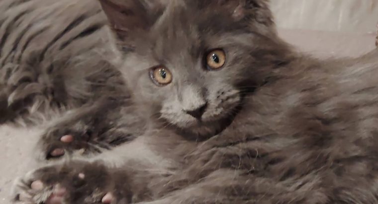 Maine Coon kandúr gazdit keres