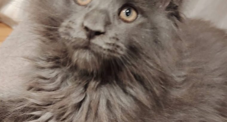 Maine Coon kislány gazdit keres
