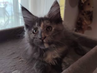 Maine Coon kislány gazdit keres