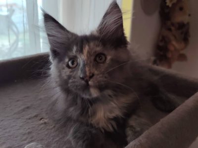 Maine Coon kislány gazdit keres