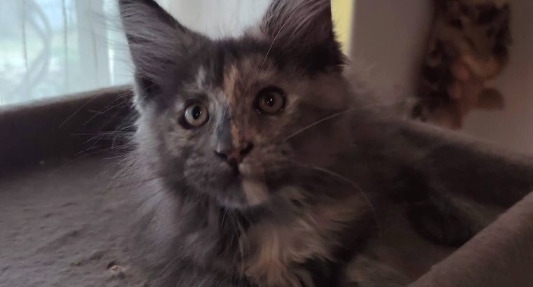 Maine Coon kislány gazdit keres