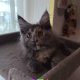 Maine Coon kislány gazdit keres