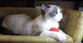 Ragdoll hőlgyl ++Seal Bicolor