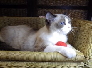 Ragdoll hőlgyl ++Seal Bicolor