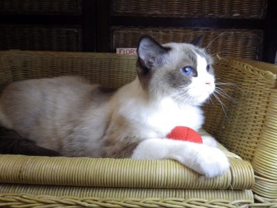 Ragdoll hőlgyl ++Seal Bicolor
