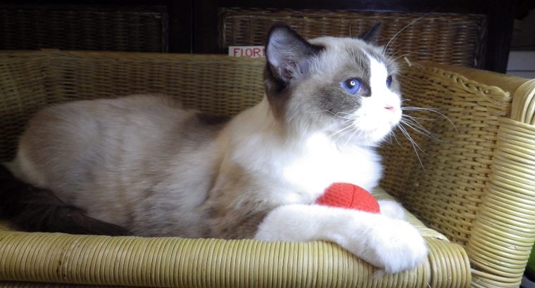 Ragdoll hőlgyl ++Seal Bicolor