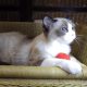 Ragdoll hőlgyl ++Seal Bicolor