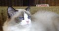 Ragdoll hőlgyl ++Seal Bicolor