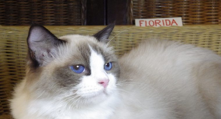 Ragdoll hőlgyl ++Seal Bicolor