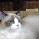Ragdoll hőlgyl ++Seal Bicolor
