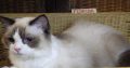Ragdoll hőlgyl ++Seal Bicolor