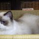 Ragdoll hőlgyl ++Seal Bicolor