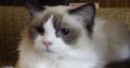 Ragdoll hőlgyl ++Seal Bicolor