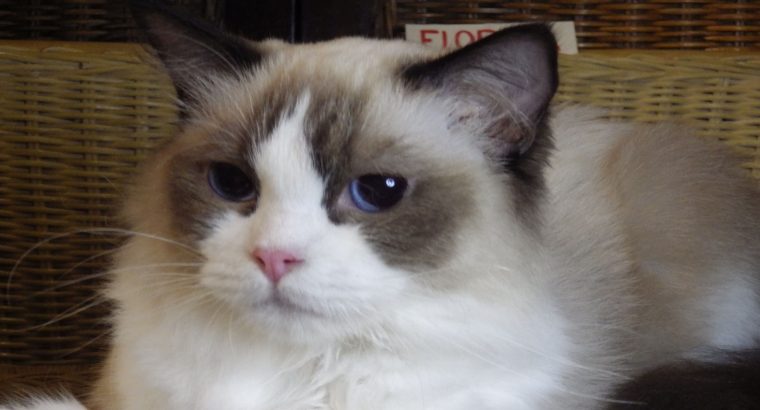 Ragdoll hőlgyl ++Seal Bicolor