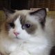 Ragdoll hőlgyl ++Seal Bicolor