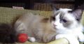 Ragdoll hőlgyl ++Seal Bicolor