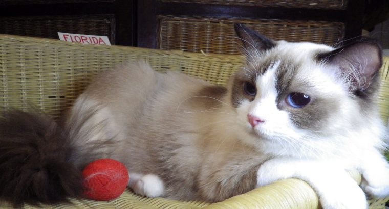 Ragdoll hőlgyl ++Seal Bicolor