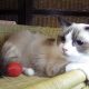 Ragdoll hőlgyl ++Seal Bicolor