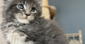 Édes Maine Coon kisfiú