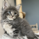 Édes Maine Coon kisfiú