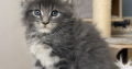 Édes Maine Coon kisfiú