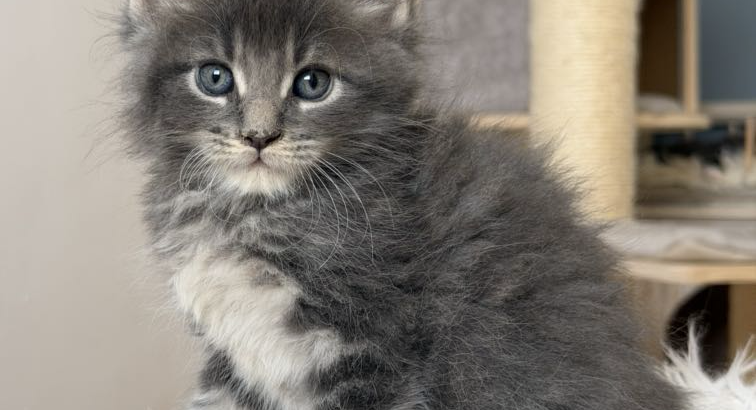 Édes Maine Coon kisfiú