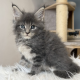 Édes Maine Coon kisfiú