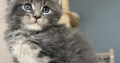 Édes Maine Coon kisfiú