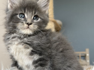 Édes Maine Coon kisfiú