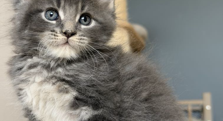 Édes Maine Coon kisfiú