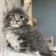 Édes Maine Coon kisfiú