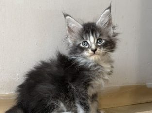 Maine Coon kandúr gazdit keres