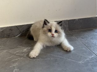Ragdoll kisfiú