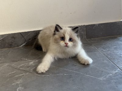Ragdoll kisfiú