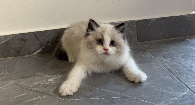 Ragdoll kisfiú